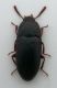 tenebrionide 2a.jpg
