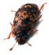 Comb0949_53crh.jpg