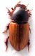 Comb0946_24crh.jpg
