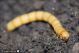 larva_tenebrionidae_MG_1105.jpg