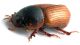 Comb0947_49crh.jpg