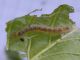 Epinotia_tetraquetrana_larva.jpg
