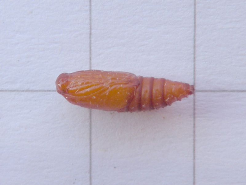 Epinotia_tetraquetrana_crisalide.jpg