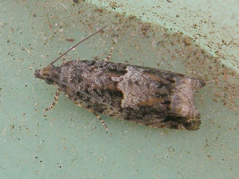 Epinotia_tetraquetrana_adulto (1).jpg