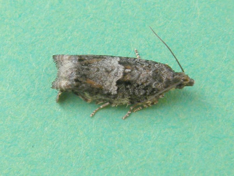 Epinotia_tetraquetrana_adulto (3).jpg