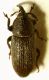 mecinus_3_7_florenz_130601.jpg