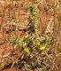 Scolymus hispanicus_2.jpg
