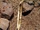 Conizonia_detrita_Scolymus_galleria_larvale 065.jpg