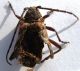 Purpuricenus Pistacia 4 modif.jpg