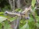 DSCN5574.JPG