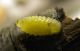 Pupa in Quercus ilex.jpg