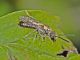 20130828noci.JPG