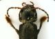 (Staphylinide) Ocypus 1b.JPG