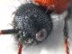 Comb0995_33crh.jpg