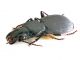 Comb0998_74crh.jpg