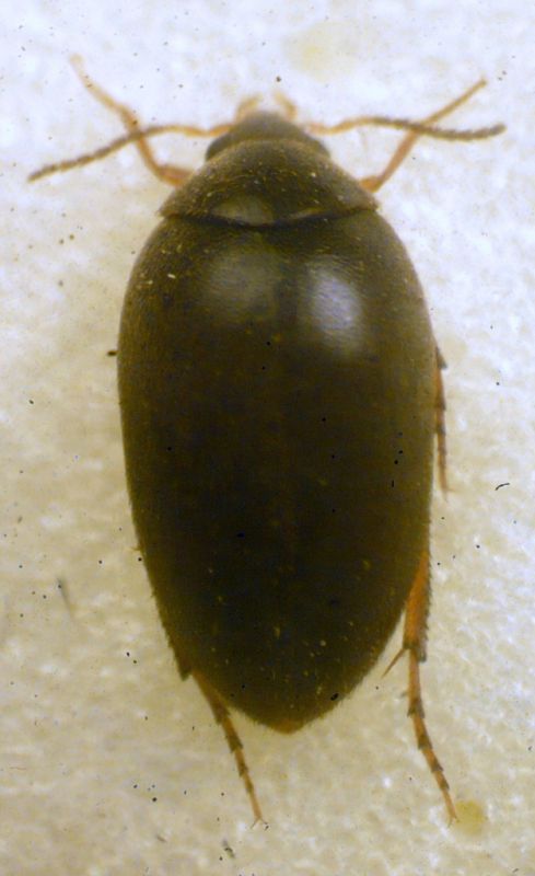 Eucinetus meridionalis (Laporte de Castelnau, 1836) - Eucinetidae.JPG