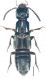 Philonthus rectangulus Sharp, 1874.jpg