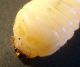 Larva ex Corylus 3.jpg