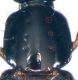 Philonthus umbratilis (Gravenhorst, 1802) - Kopie (2).jpg