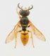 Philanthus.jpg