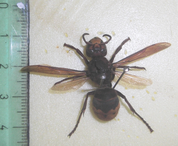 Vespa crabro.JPG