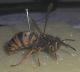 Vespula vulgaris 2.JPG