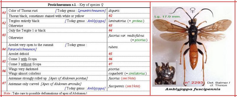 - - - OXYPYGI - Protichneumon - ma clé - Définitive - image.jpg