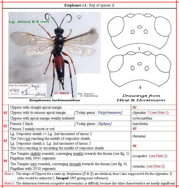 - - - OXYPYGI - Exephanes - ma clé - définitive - Image.jpg