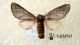 07-06-2013_Floresta_Thaumetopoea_pityocampa_♀ cf.jpg