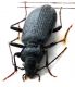 Comb1009_46crh.jpg