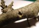 Corylus gallerie 3.jpg