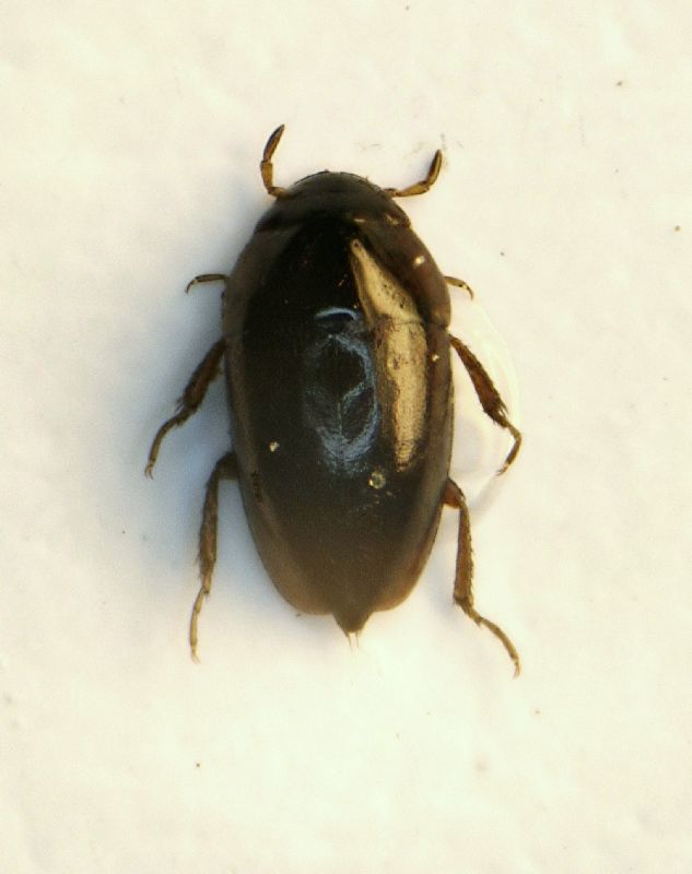 (Hydrophilidi) Limnobius sp. 1.jpg