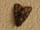Blepharita satura Noctuidae 003m.jpg