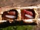 Gallicano_Bullica_18-V-2008_F12.jpg