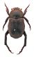 Comb1032_28crc.jpg
