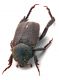 Comb1033_43crc.jpg