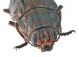 Comb1028_37crc.jpg