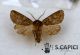 Pachetra sagittigera ♂ 05182013 Floresta cf.jpg