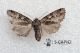 Pachetra sagittigera ♀ 05182013 Floresta cf.jpg