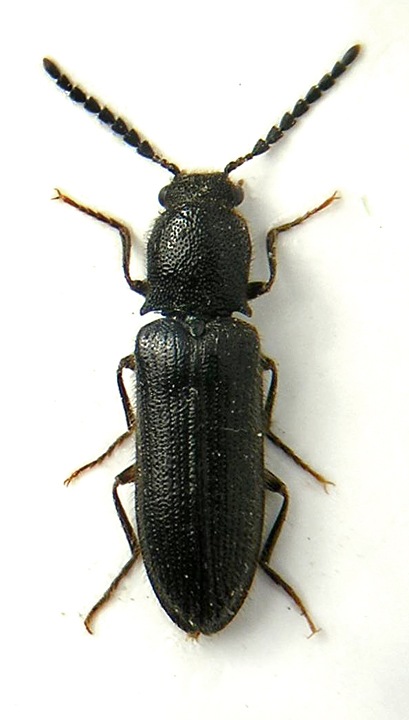 Elateridae sp..jpg