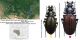 Carabus (Morphocarabus) regalis regalis Fischer,  1822.jpg