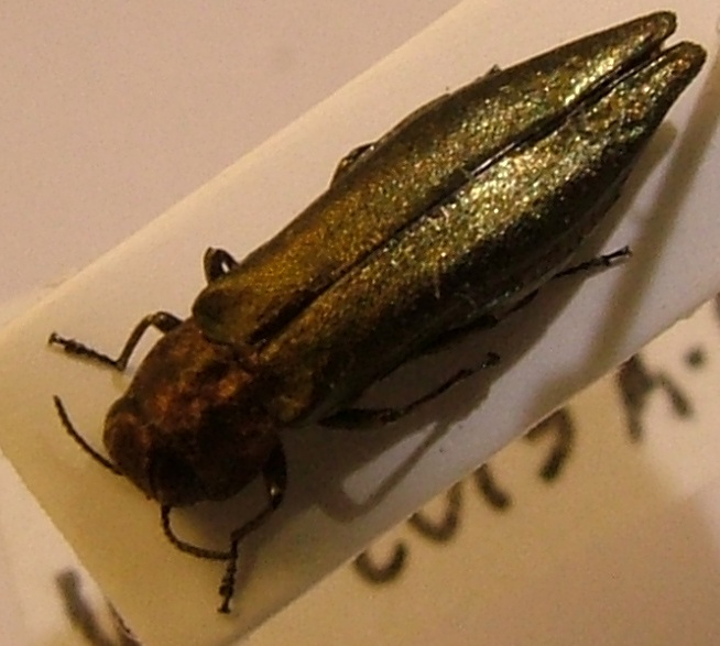 Agrilus Rasun 1.jpg