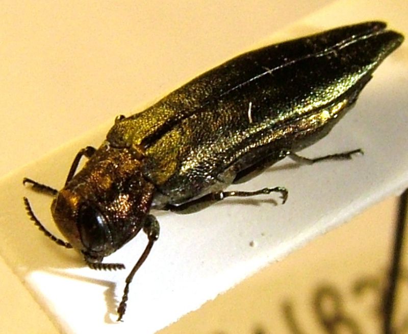 Agrilus Rasun 2.jpg