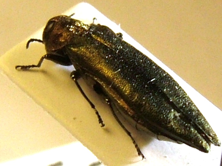 Agrilus Rasun 3.jpg