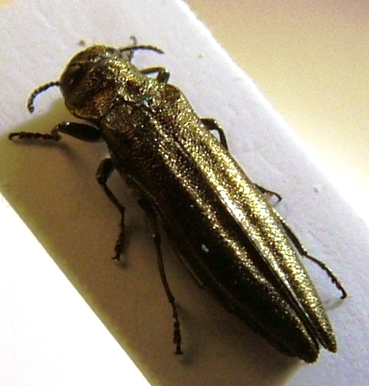 Agrilus Rasun 4 maschio.jpg