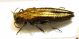 Agrilus Rasun 5 maschio.jpg