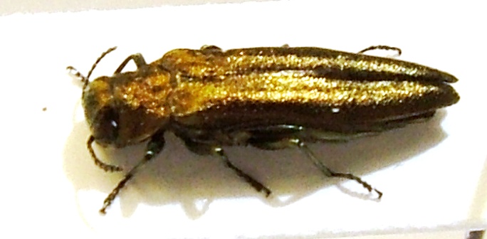 Agrilus Rasun 5 maschio.jpg