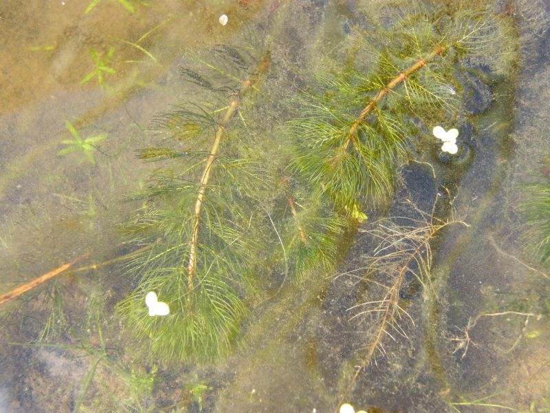 Myriophyllum sp 01.jpg