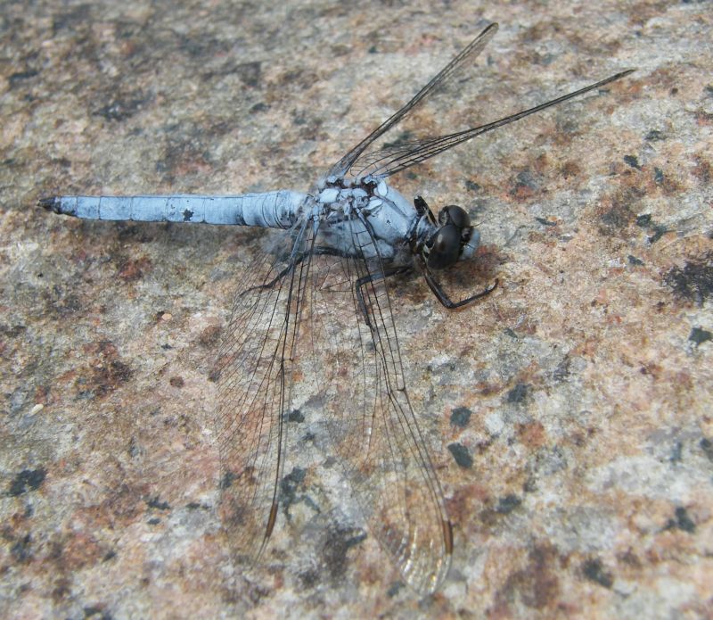 Orthetrum brunneum cycnos - maschio 08.jpg