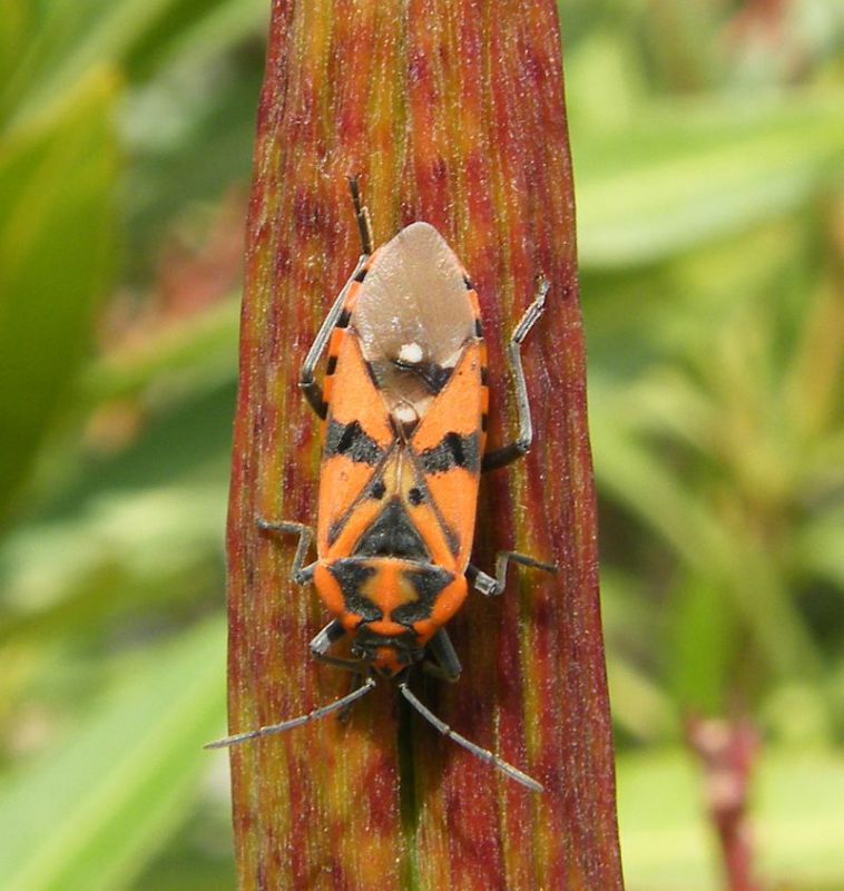 Spilostethus pandurus 03.jpg